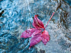 Autumn leaf on the water